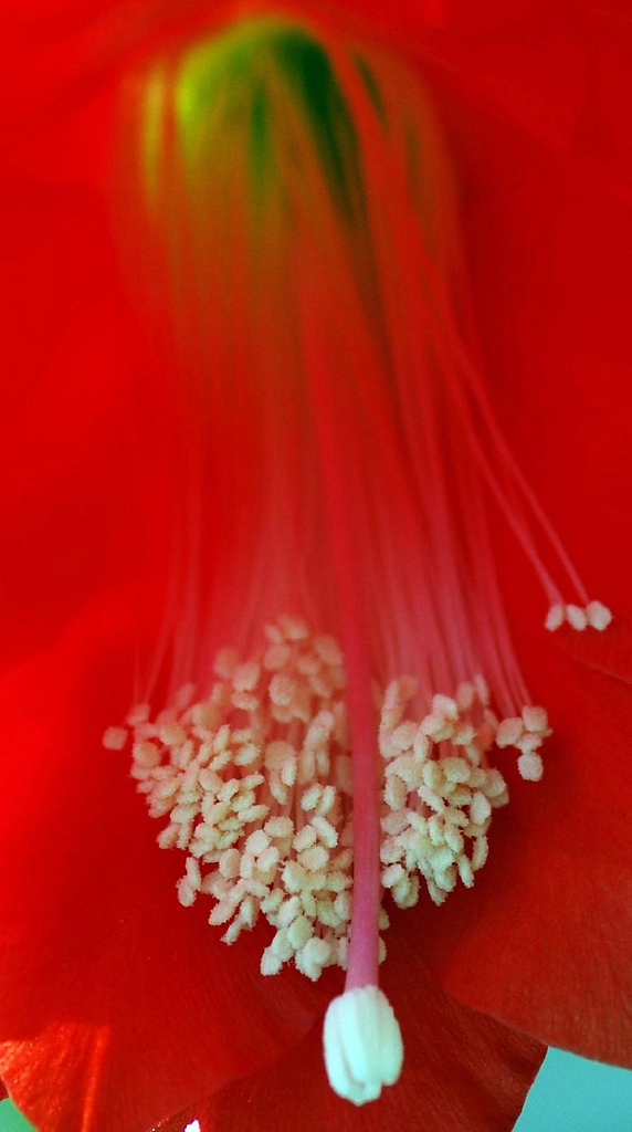 Epiphyllum Ackermannii